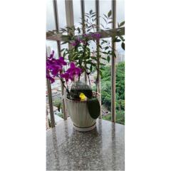 大明閣02-明苑高層