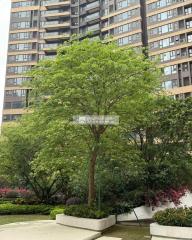 佳境康城🔥坦洲樓皇✅送兩地牌💎140萬起